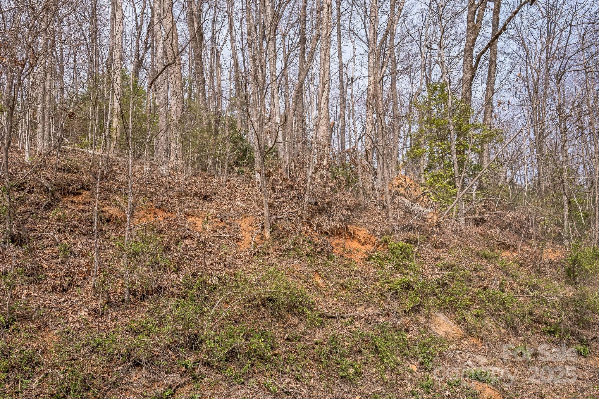 1 Globe Road Collettsville, NC 28611 - Photo 36 of 43 a view of a yard with trees in the background