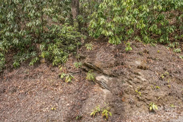 a view of a yard with a tree