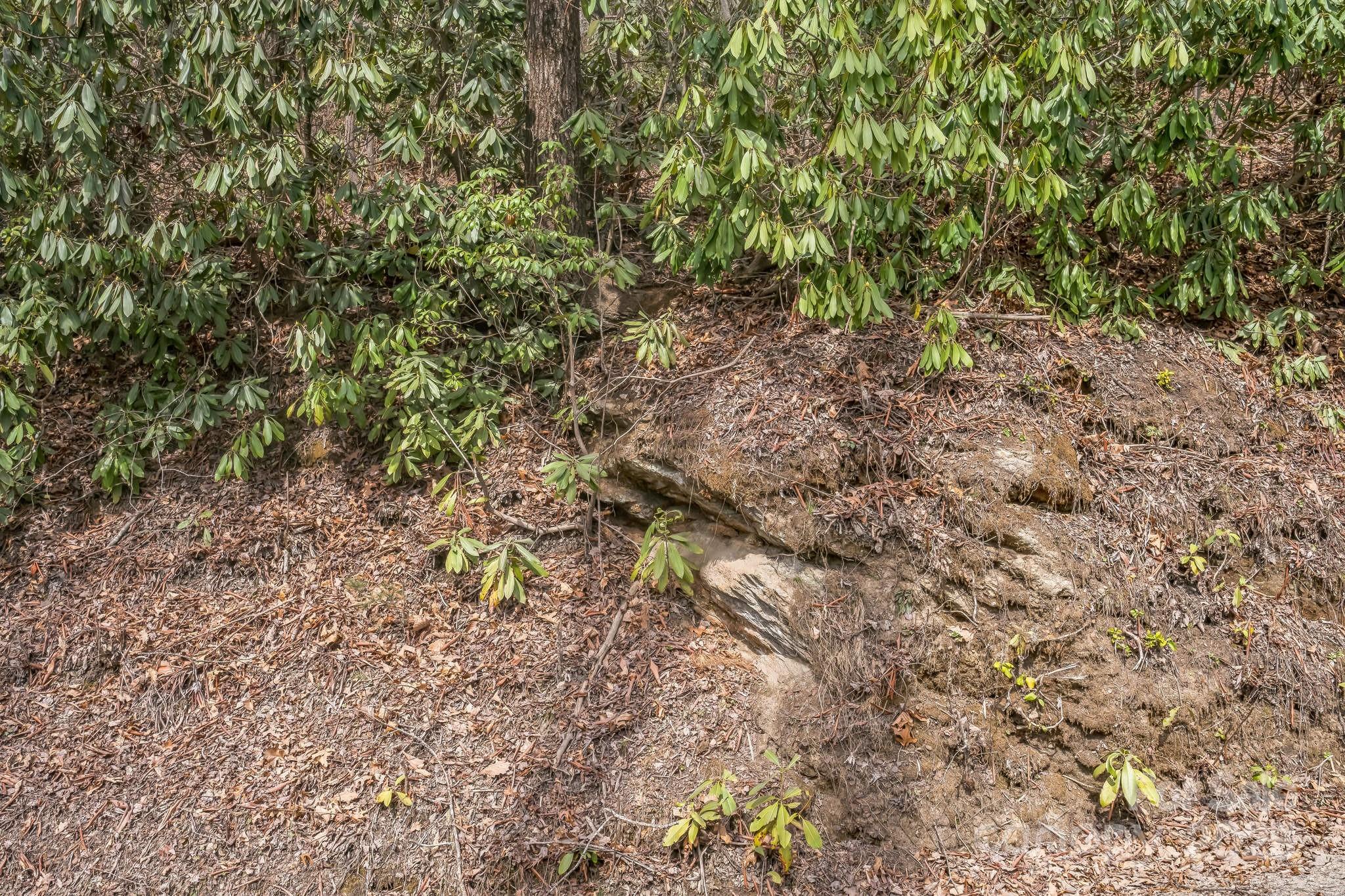 1 Globe Road Collettsville, NC 28611 - Photo 37 of 43 a view of a yard with a tree