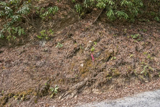 a view of a yard with a plants and large trees