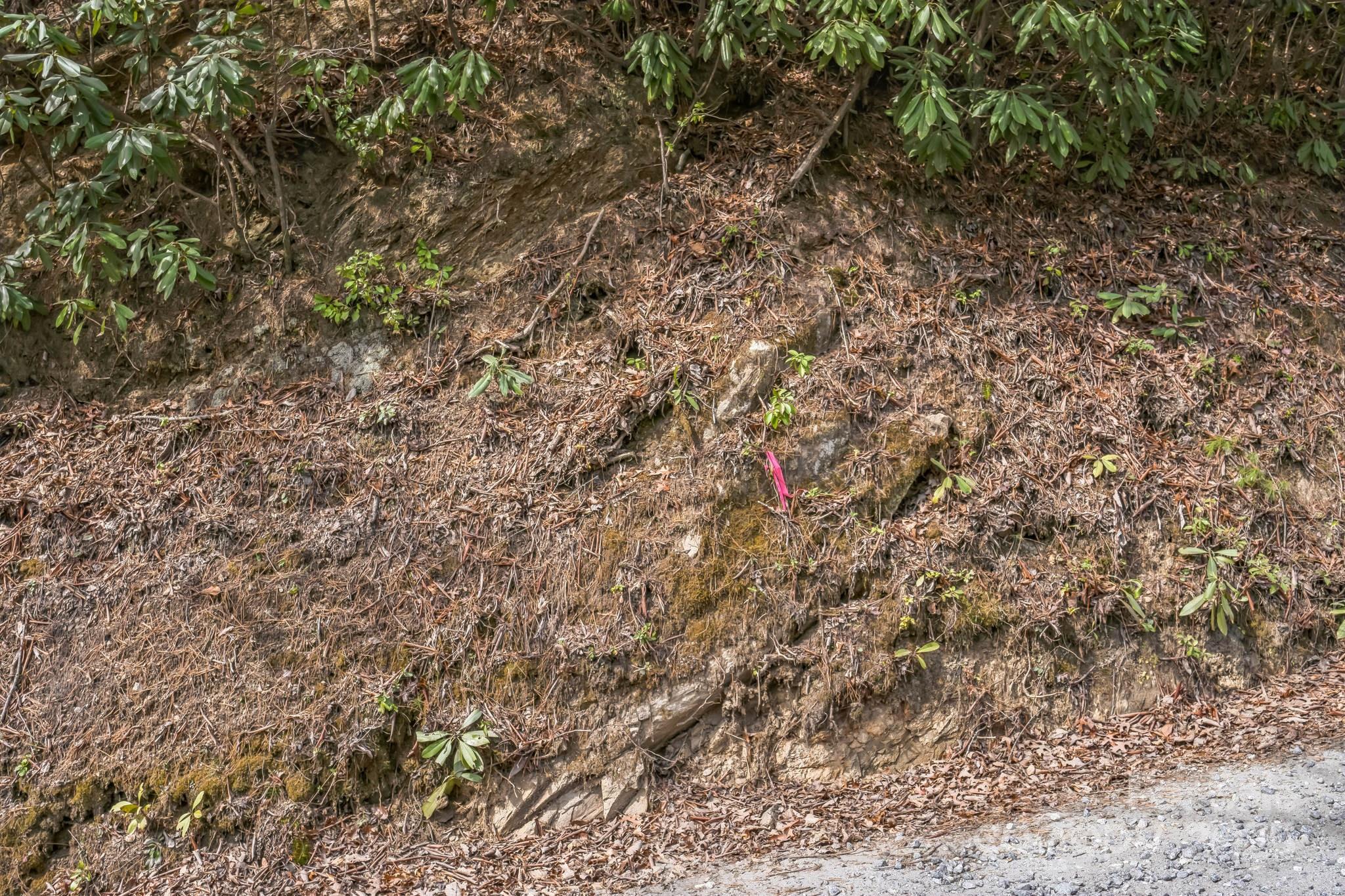 1 Globe Road Collettsville, NC 28611 - Photo 39 of 43 a view of a yard with a tree