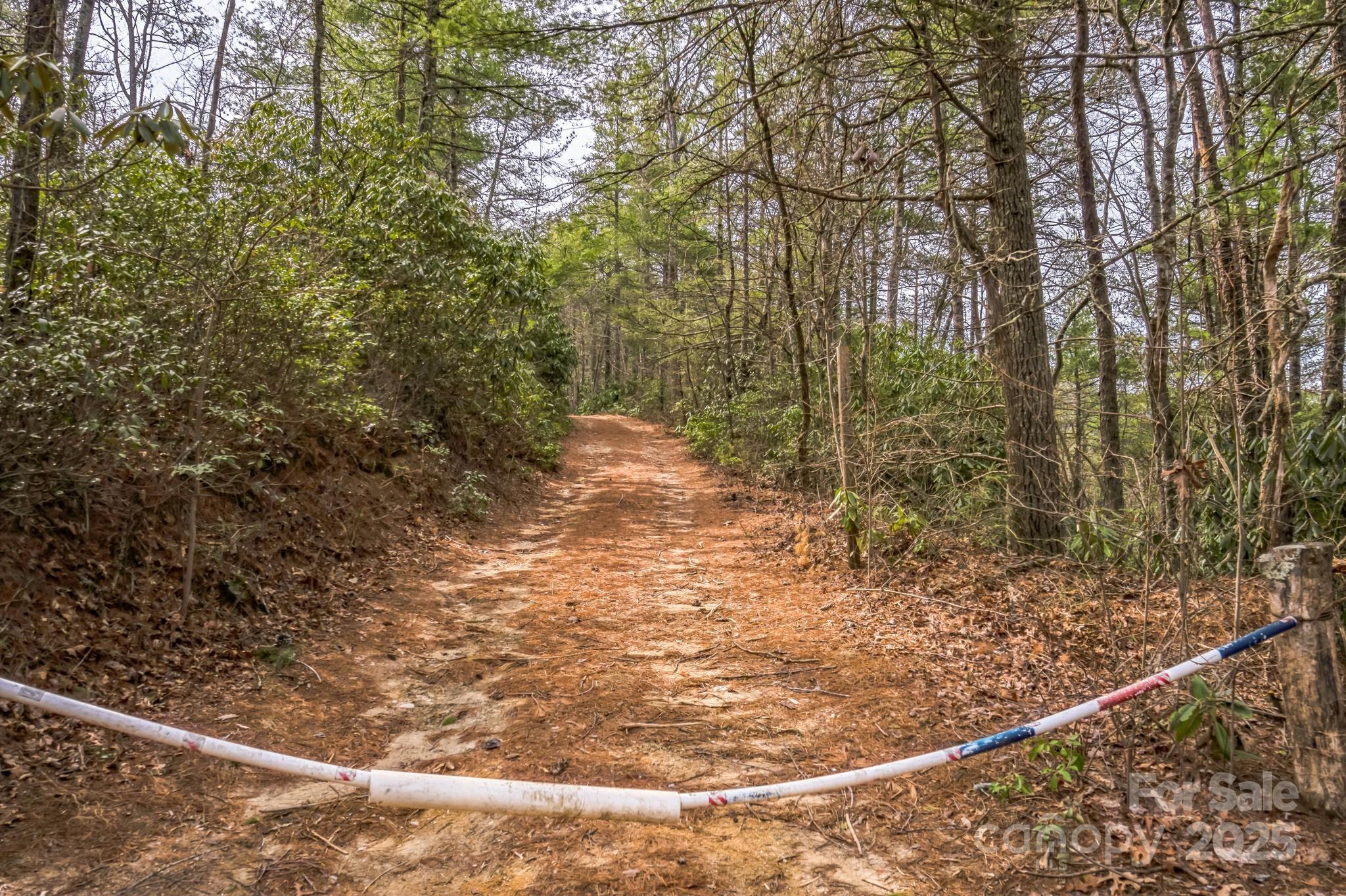 1 Globe Road Collettsville, NC 28611 - Photo 5 of 43 a view of a forest