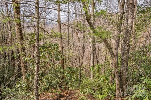 a view of a yard with a tree