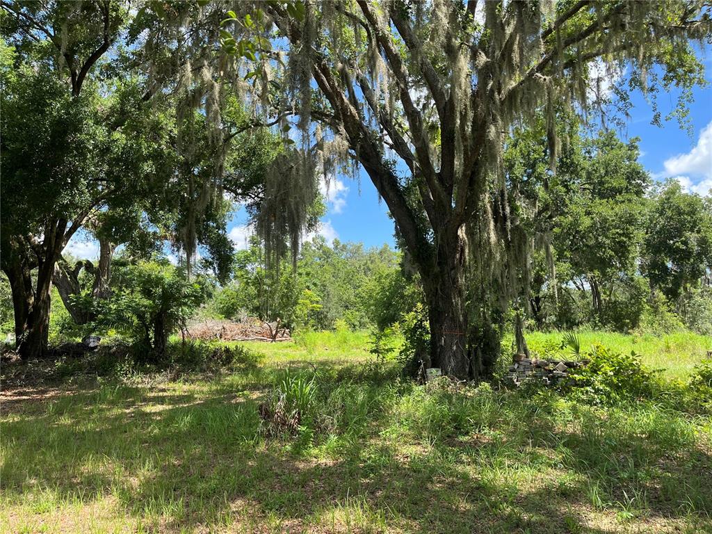 411 Alibrandi Road Leesburg, FL 34748 - Photo 17 of 44 a view of yard with green space