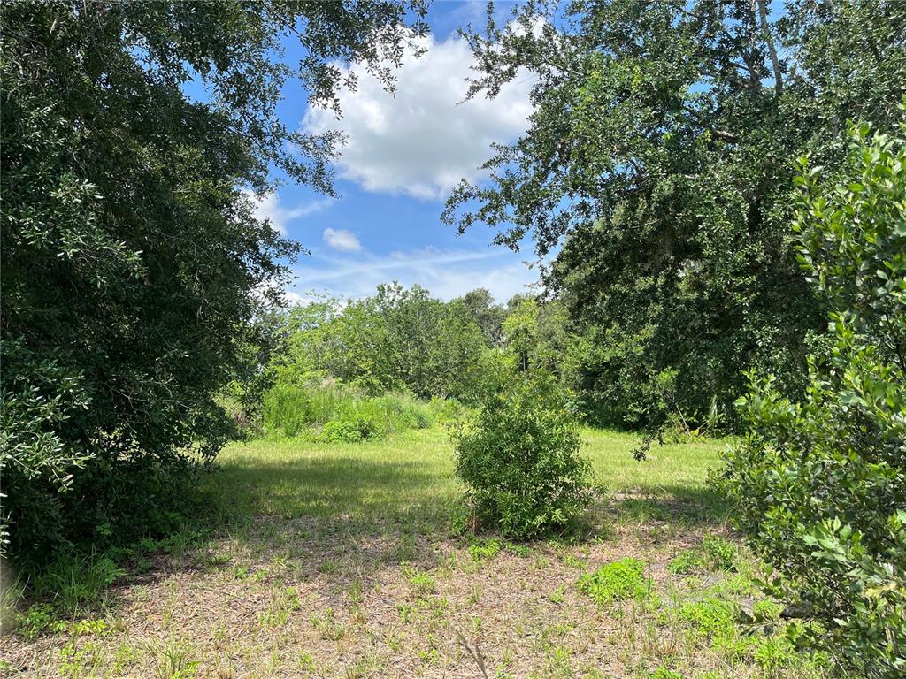 411 Alibrandi Road Leesburg, FL 34748 - Photo 22 of 44 a view of a yard with a tree