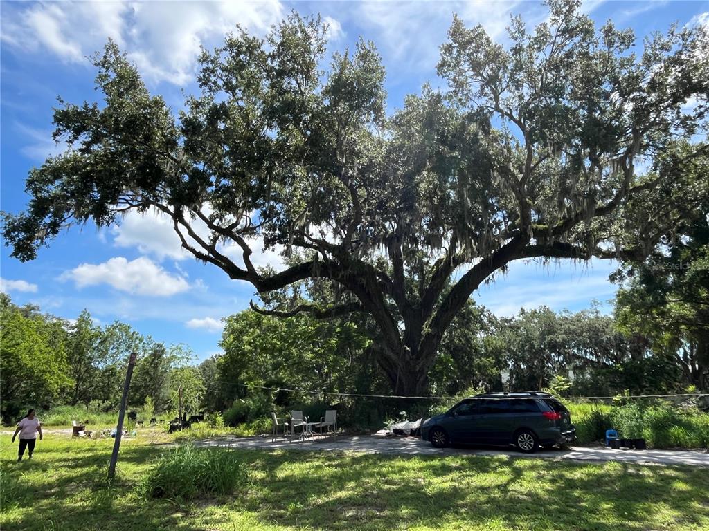 411 Alibrandi Road Leesburg, FL 34748 - Photo 5 of 44 a view of outdoor space with green field and trees