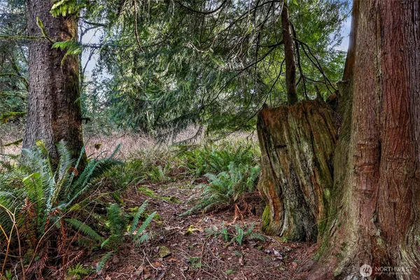 a view of a garden with plants and large trees