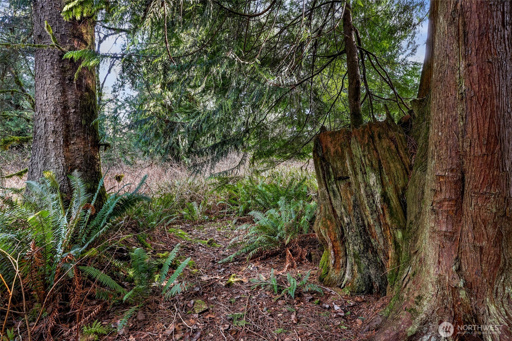 6657 North Fruitdale Road Sedro-Woolley, WA 98284 - Photo 1 of 19 a view of a garden with plants and large trees