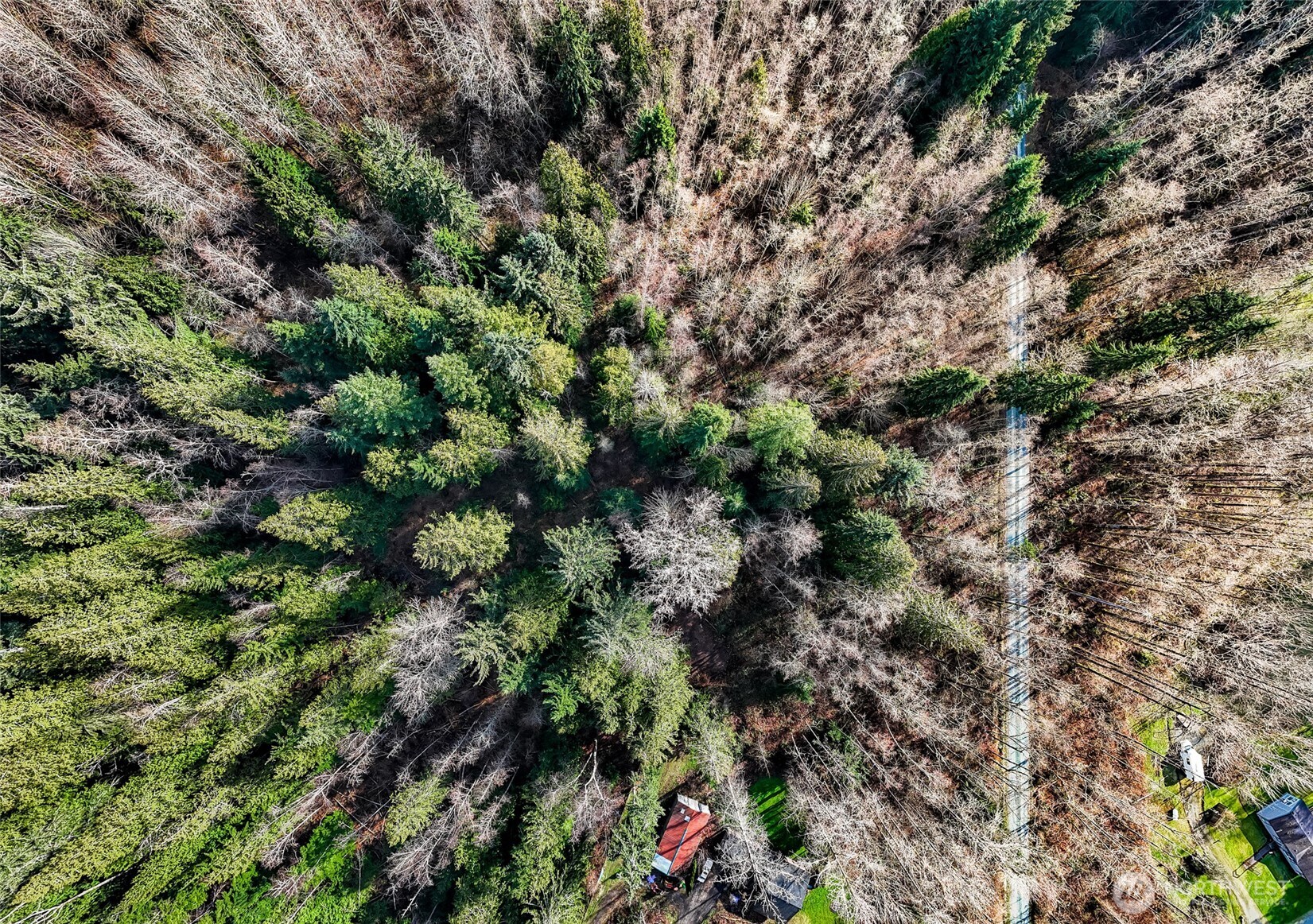 6657 North Fruitdale Road Sedro-Woolley, WA 98284 - Photo 14 of 19 a view of a forest with a tree