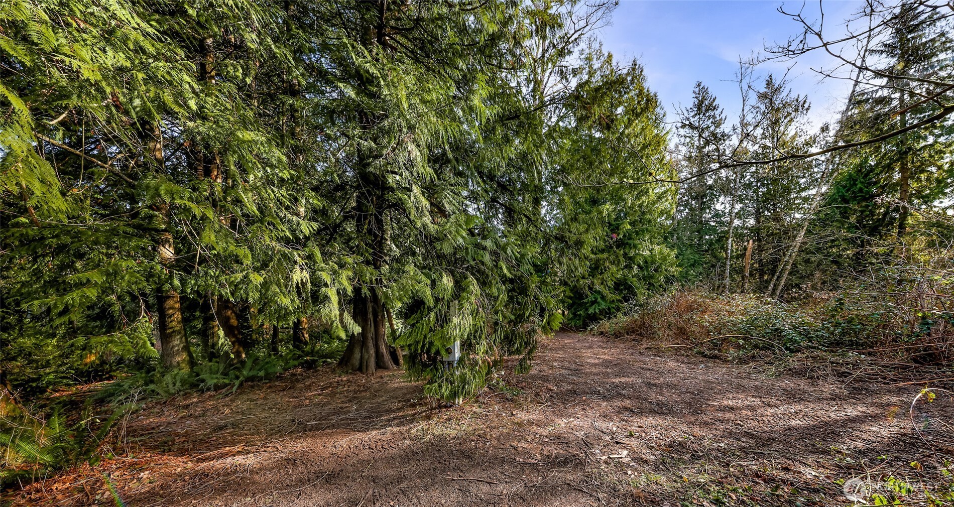 6657 North Fruitdale Road Sedro-Woolley, WA 98284 - Photo 2 of 19 a big yard with lots of green space and trees