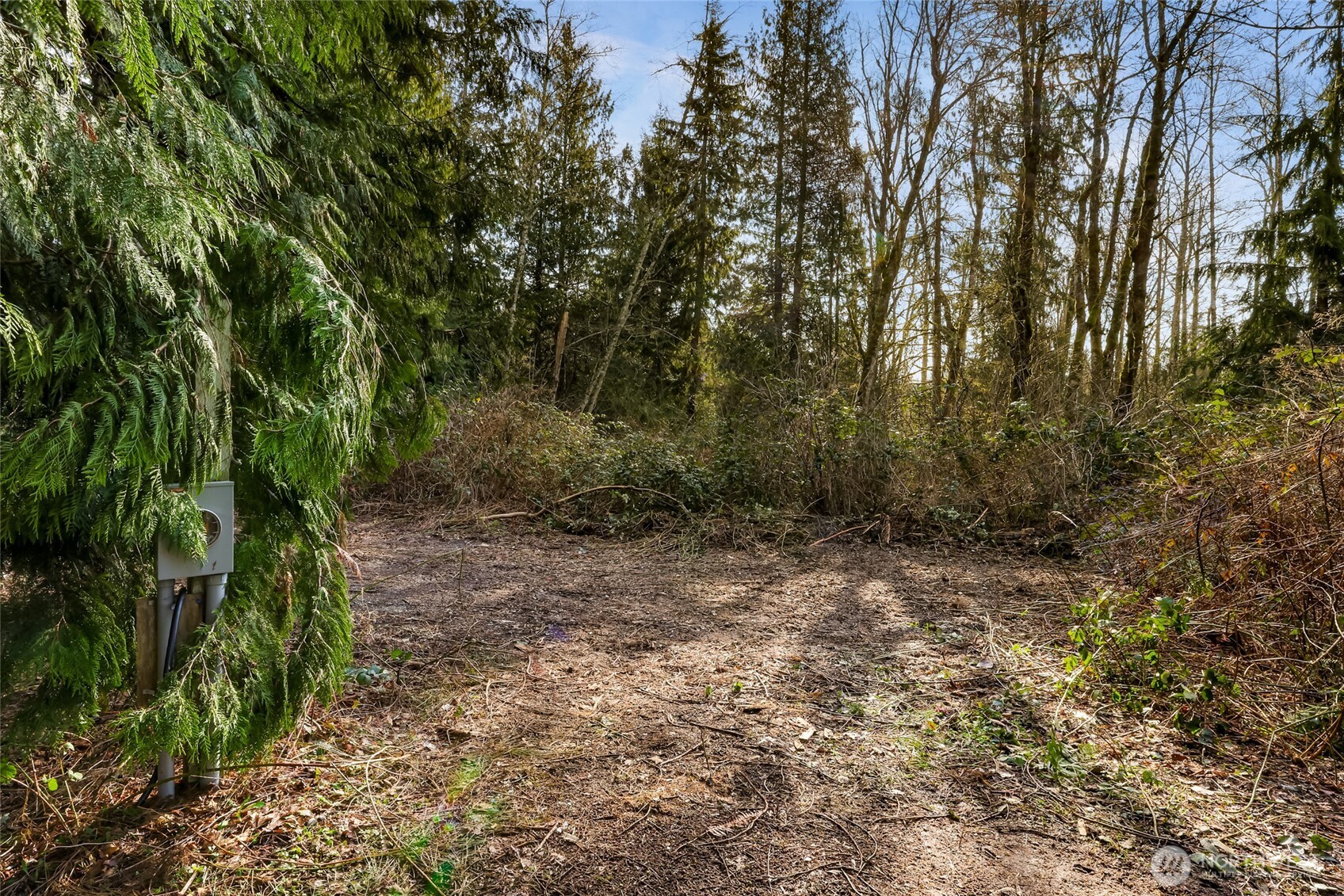 6657 North Fruitdale Road Sedro-Woolley, WA 98284 - Photo 3 of 19 a view of a forest with trees in the background