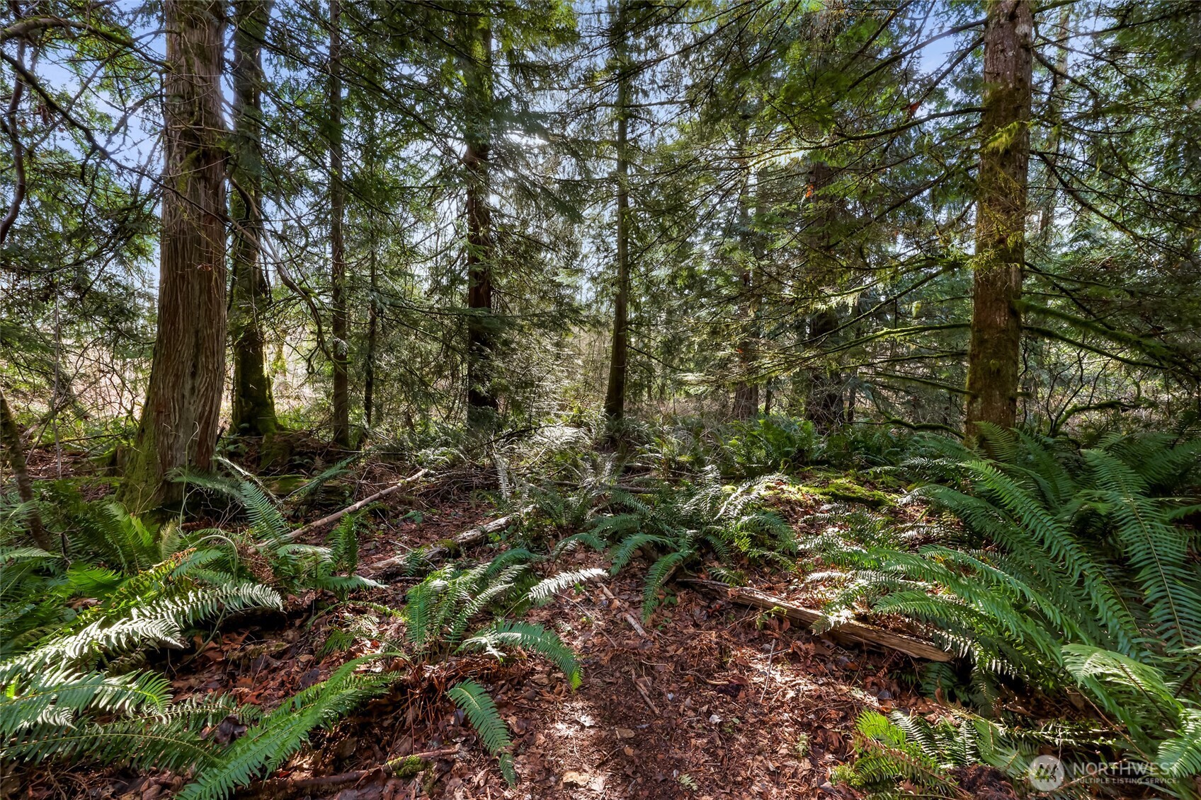 6657 North Fruitdale Road Sedro-Woolley, WA 98284 - Photo 5 of 19 a view of a forest
