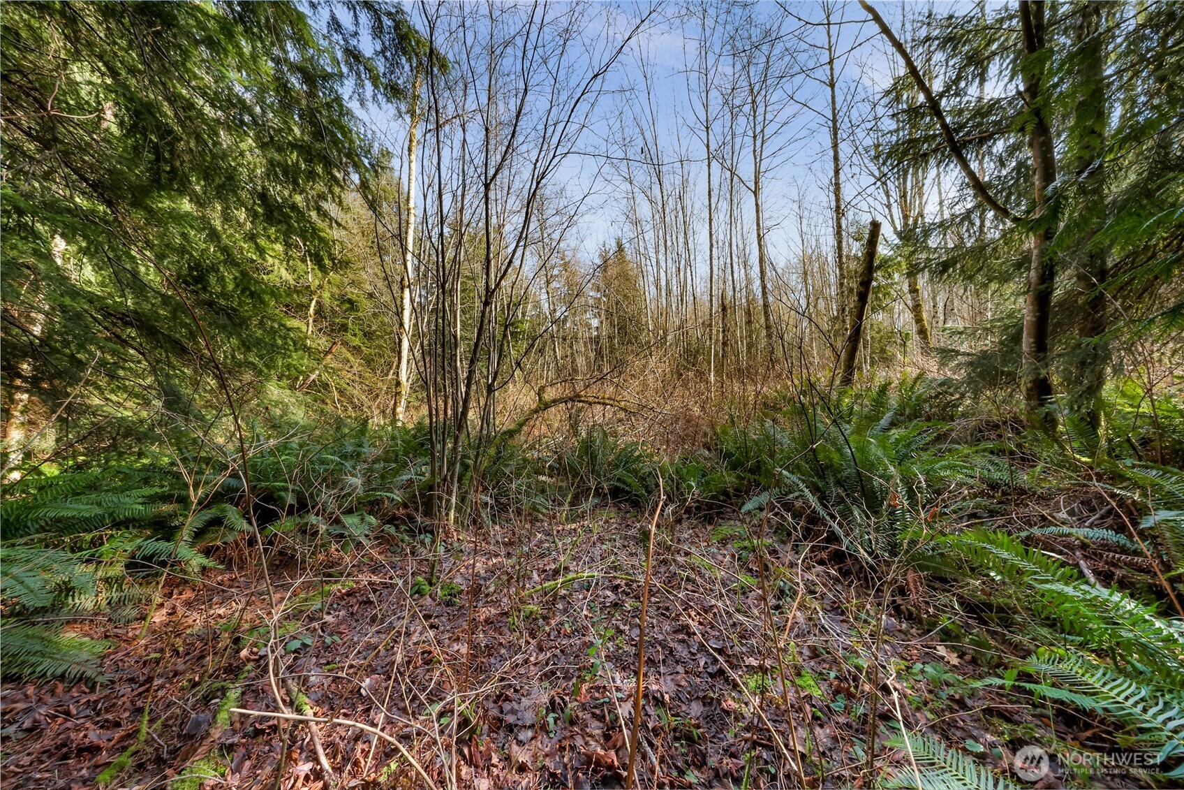 6657 North Fruitdale Road Sedro-Woolley, WA 98284 - Photo 6 of 19 a backyard of a house with lots of green space