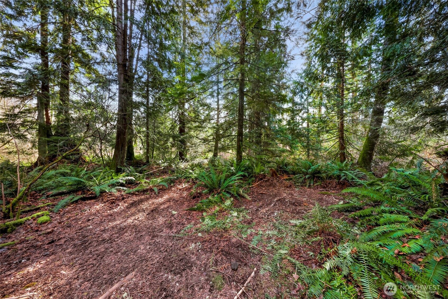 6657 North Fruitdale Road Sedro-Woolley, WA 98284 - Photo 7 of 19 a backyard of a house with lots of green space