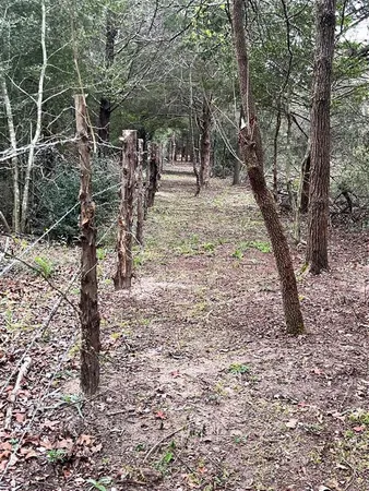 a view of a tree in the forest