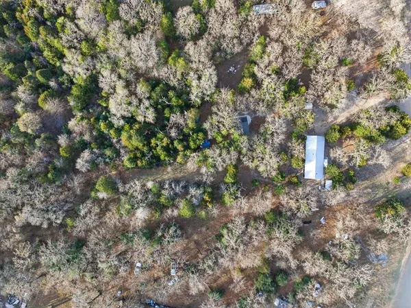 a plant view of a forest