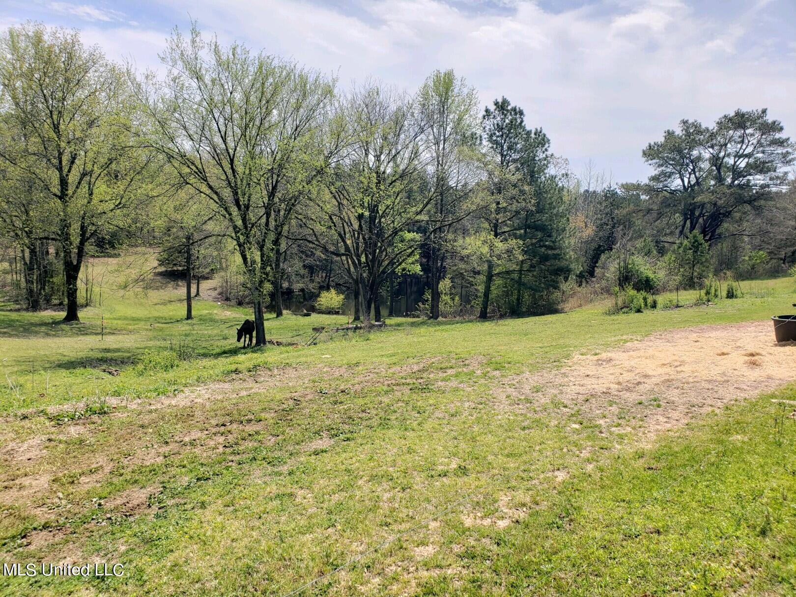 938 Frank Smith Road Batesville, MS 38606 - Photo 39 of 62 Front Yard Area