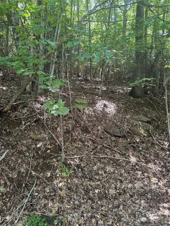 a view of a forest with trees