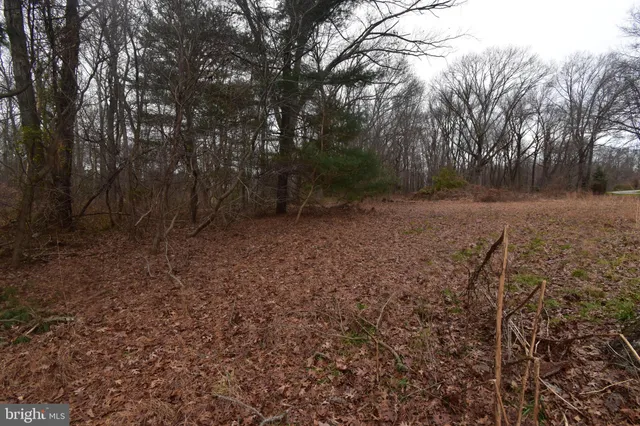 a view of a forest with trees in the background