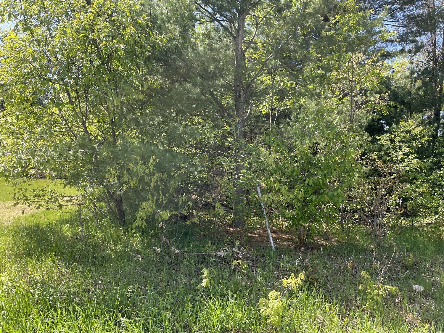 Vl Turner Pine Road Prescott, MI 48756 - Photo 5 of 5 1900672-4.JPG