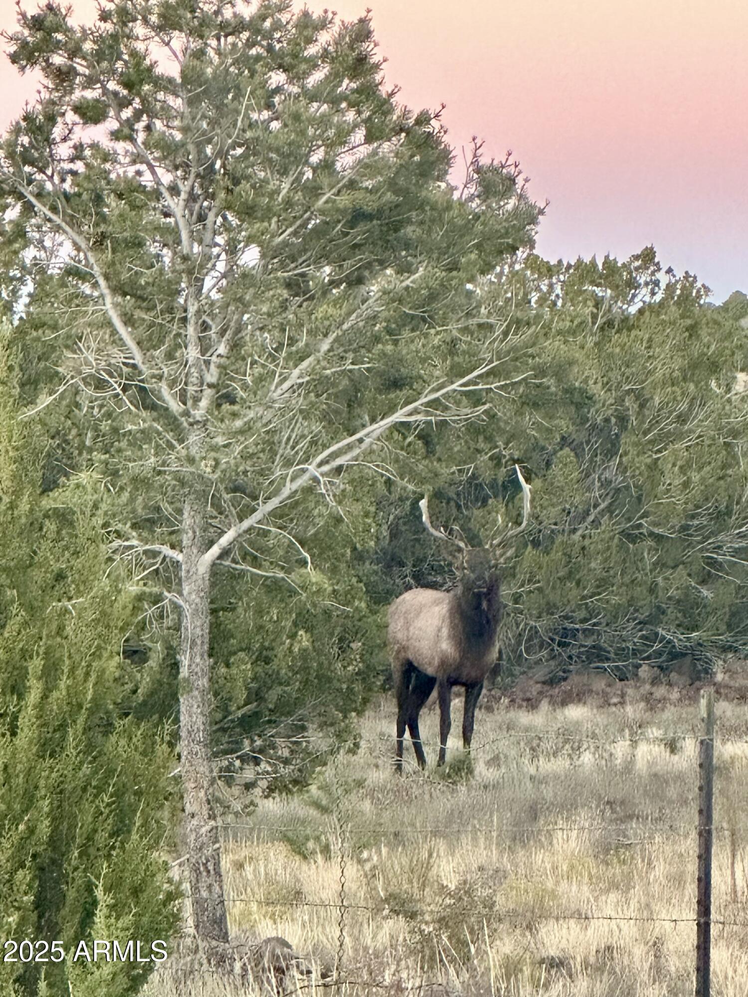 87 N3625 Vernon, AZ 85940 - Photo 8 of 27 a view of a yard