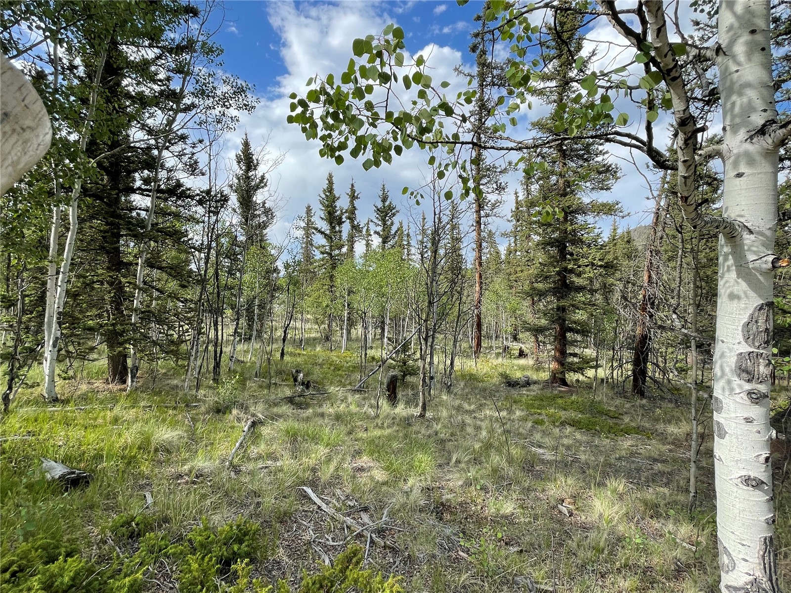 80 Haida Road Como, CO 80456 - Photo 2 of 31 a view of trees in a yard