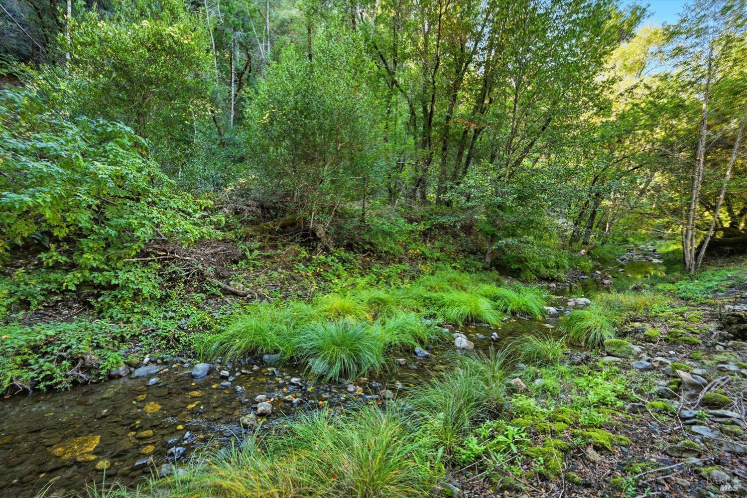 5251 Dry Creek Road Napa, CA 94558 - Photo 35 of 61 a view of a lush green forest
