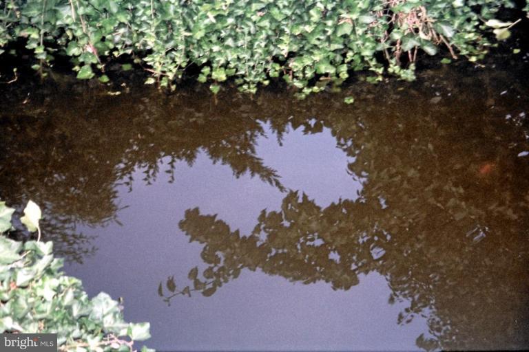 6003 Brunswick Street Springfield, VA 22150 - Photo 10 of 17 Fish pond & flowers.