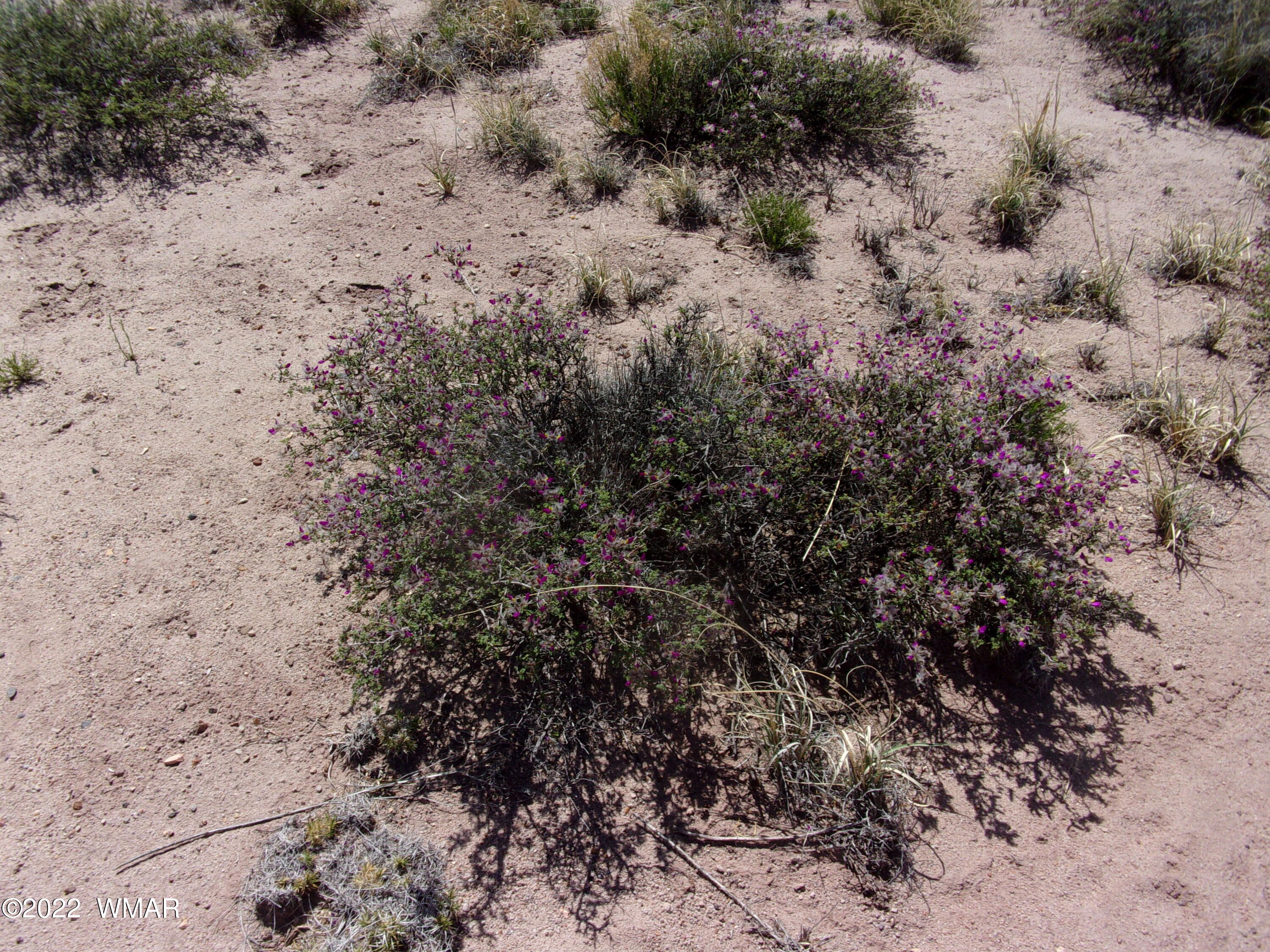 5472 Concho Ocho Road Snowflake, AZ 85937 - Photo 4 of 10 Gallery Image 4