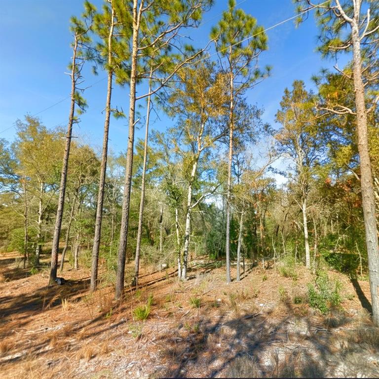 3381 Northeast 85th Street Bronson, FL 32621 - Photo 6 of 11