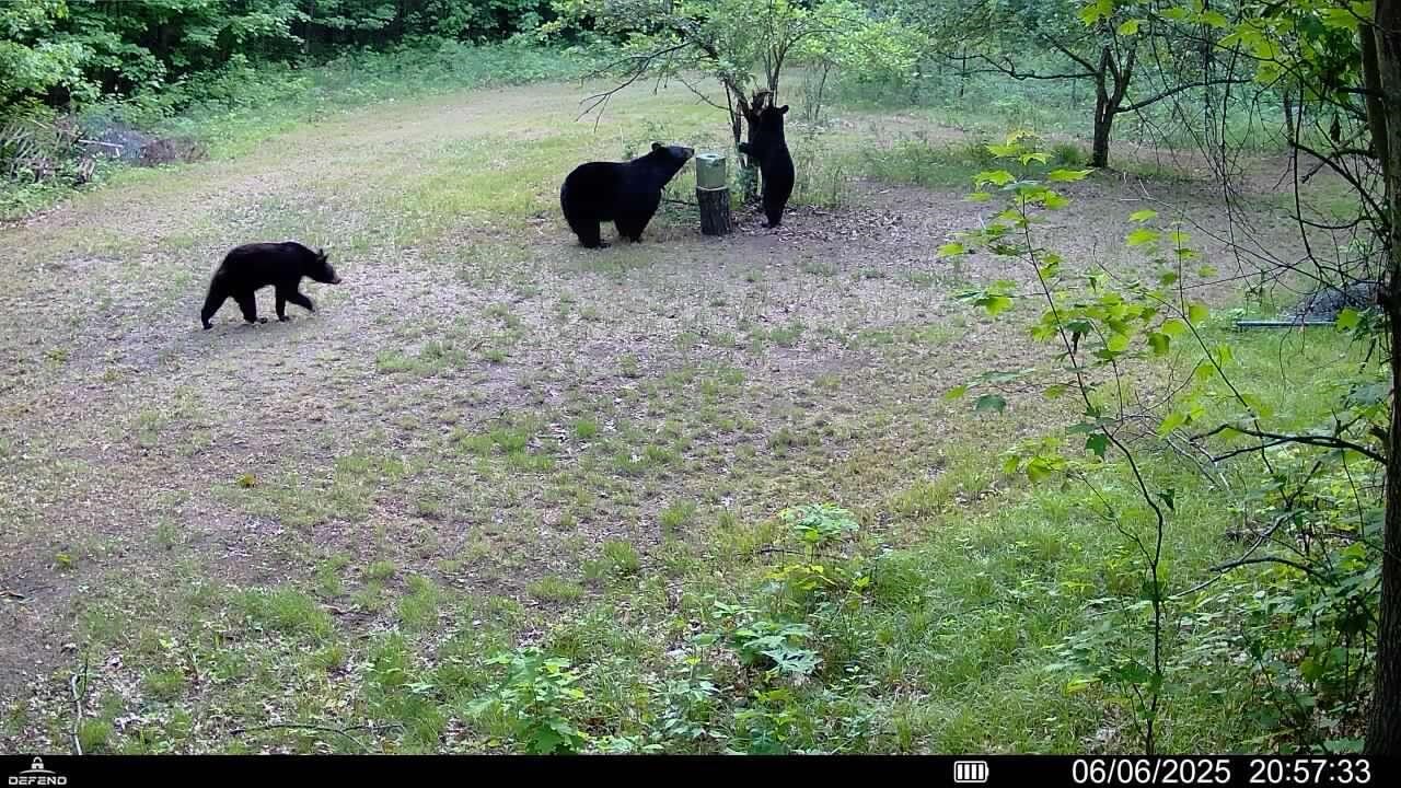 11401 Little George Lake Road Gladwin, MI 48624 - Photo 58 of 72