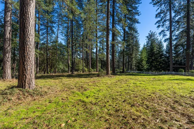 a view of a backyard with large trees