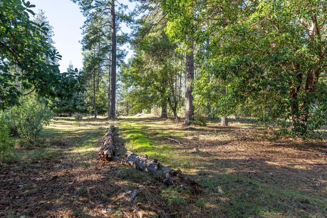a view of a tree with a yard
