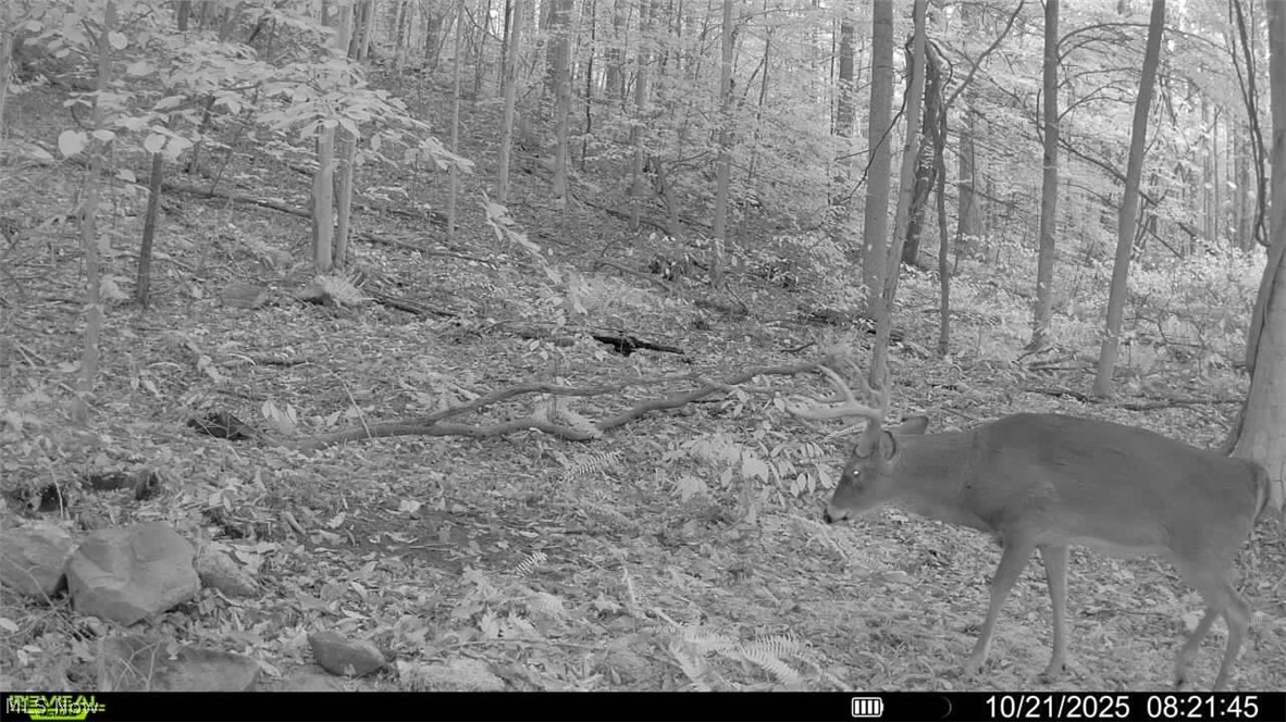 Crum Ridge Road Caldwell, OH 43724 - Photo 46 of 50