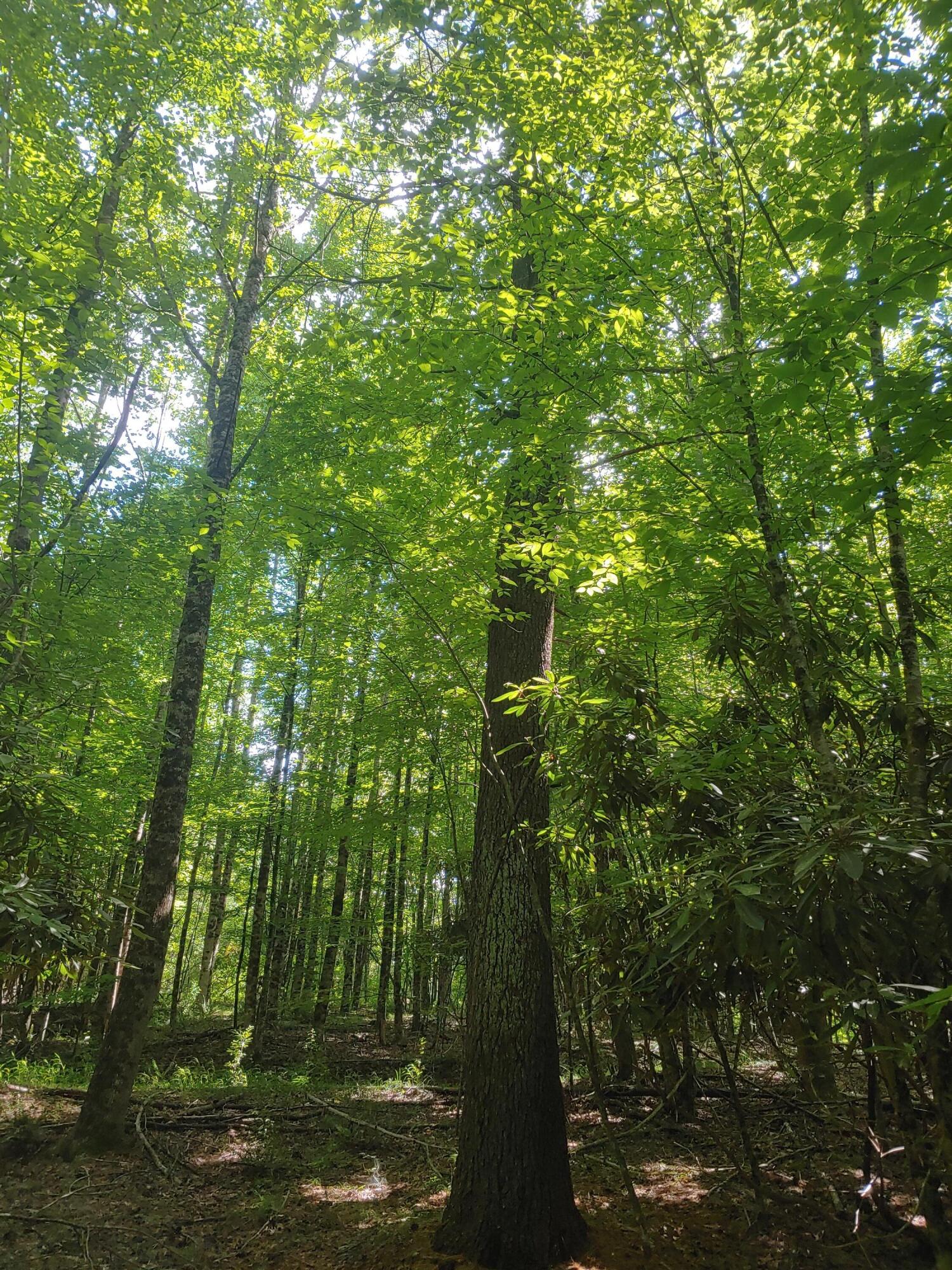 Tbd Nursery Road Laurel Fork, VA 24352 - Photo 12 of 13 0615241547_HDR