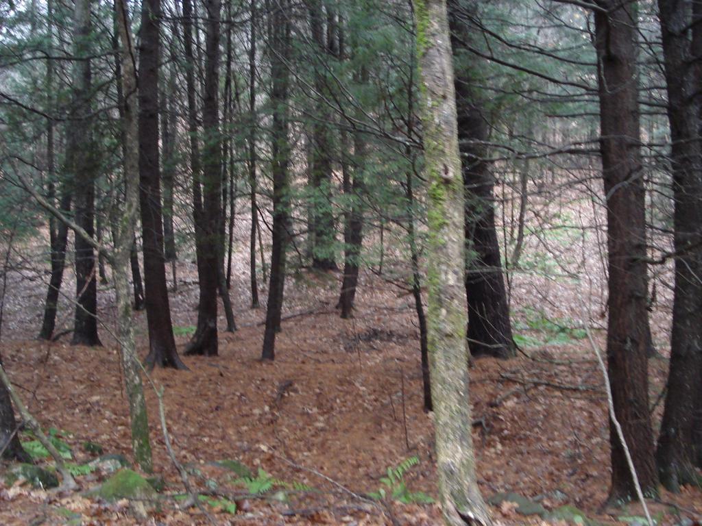 0 Cavendish Gulf Road Cavendish, VT 05142 - Photo 3 of 6