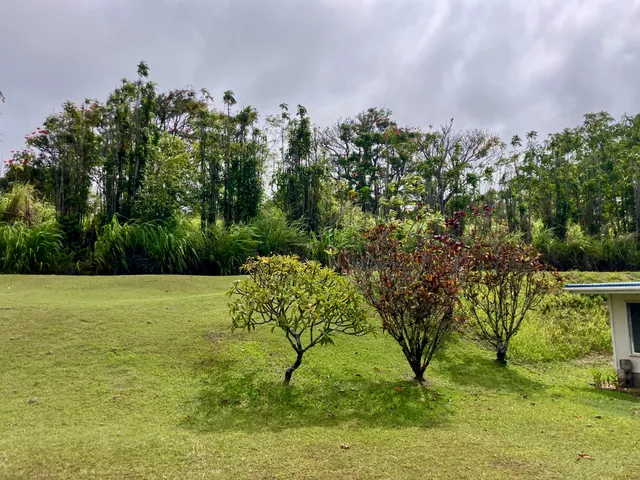 a view of a bunch of plants and trees