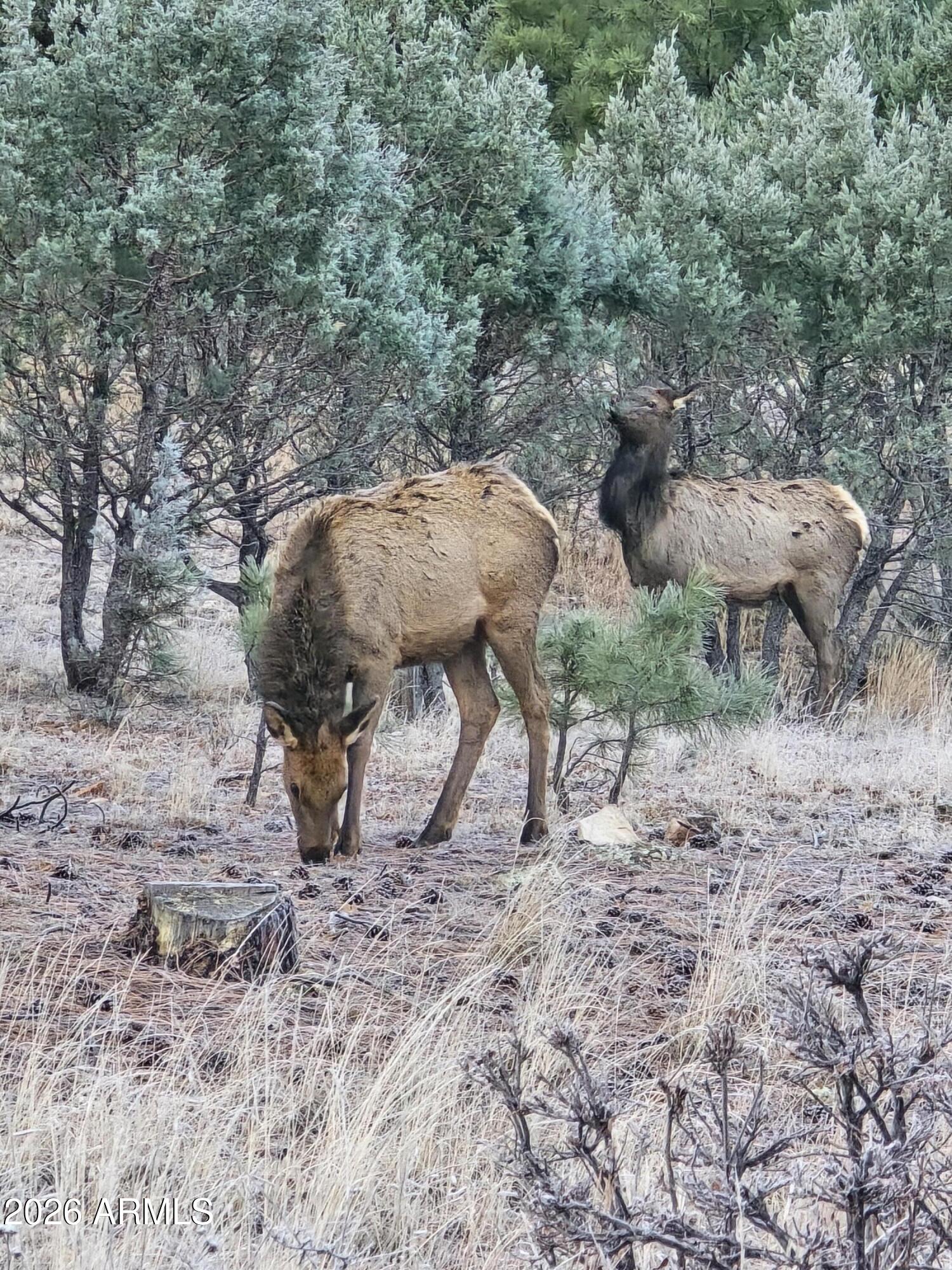 2795 Coyote Ridge Happy Jack, AZ 86024 - Photo 31 of 31