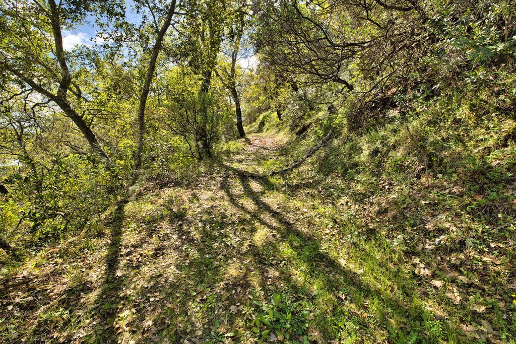 15805 Uvas Road Morgan Hill, CA 95037 - Photo 28 of 41 a view of a yard