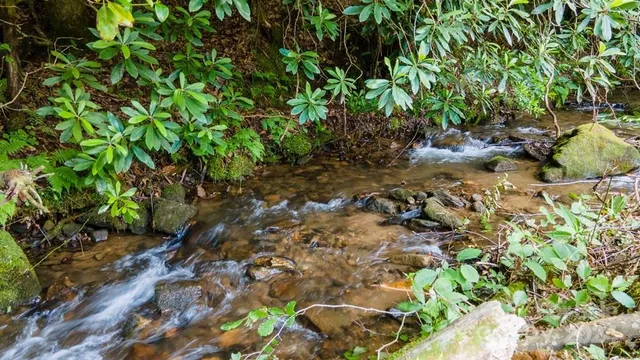 a view of a garden with plants and large trees