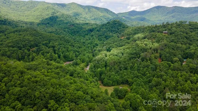 a view of a forest with a tree