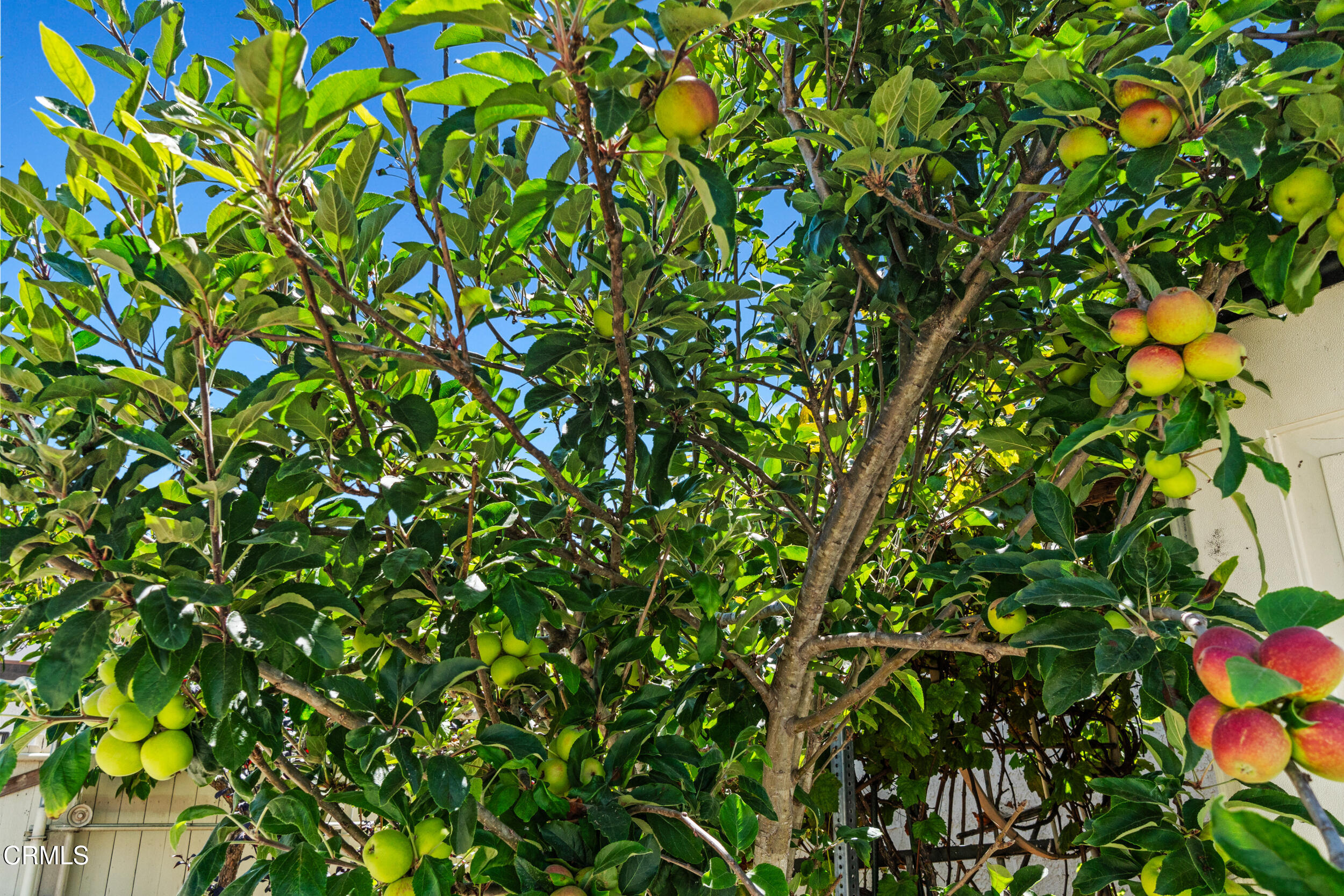 3330 Ketch Avenue Oxnard, CA 93035 - Photo 43 of 45 a view of a tree