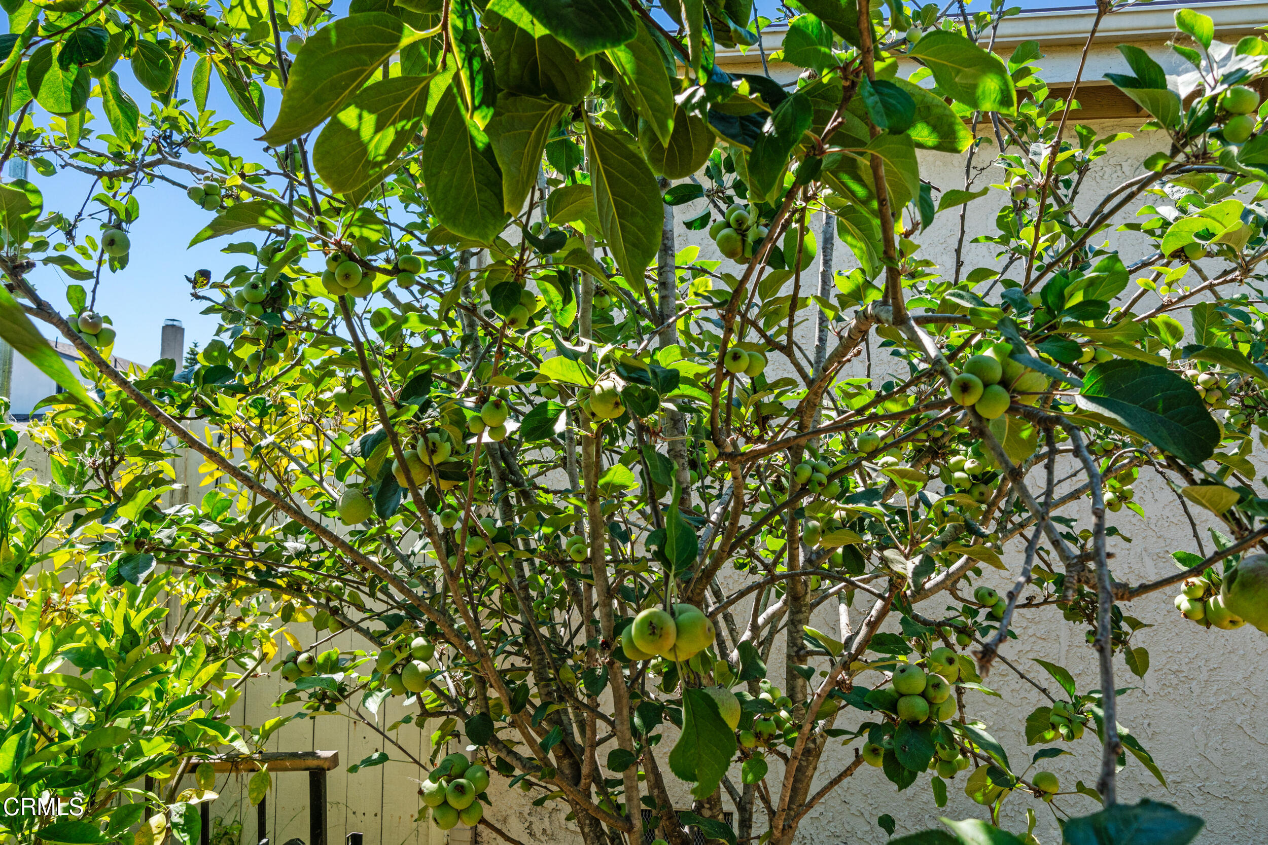 3330 Ketch Avenue Oxnard, CA 93035 - Photo 44 of 45 a view of a tree