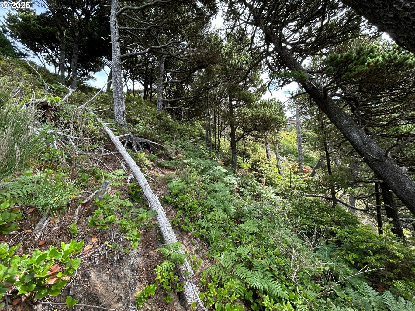 3900 South Castle Lane Tillamook, OR 97141 - Photo 6 of 15 a aerial view of a yard