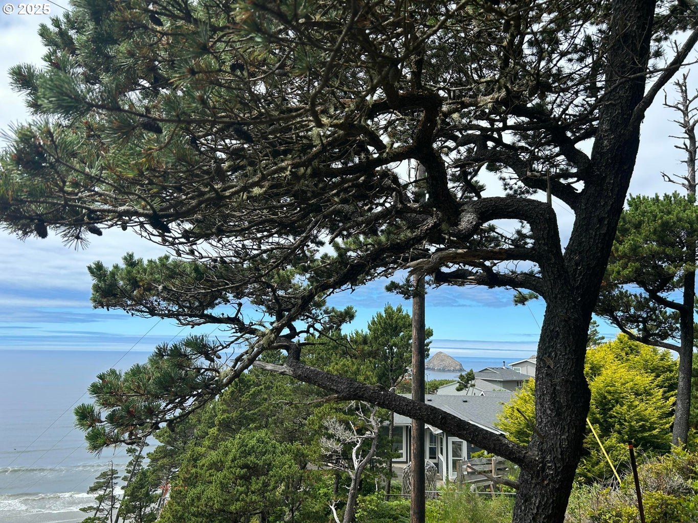 3900 South Castle Lane Tillamook, OR 97141 - Photo 9 of 15 a view of a tree in a yard