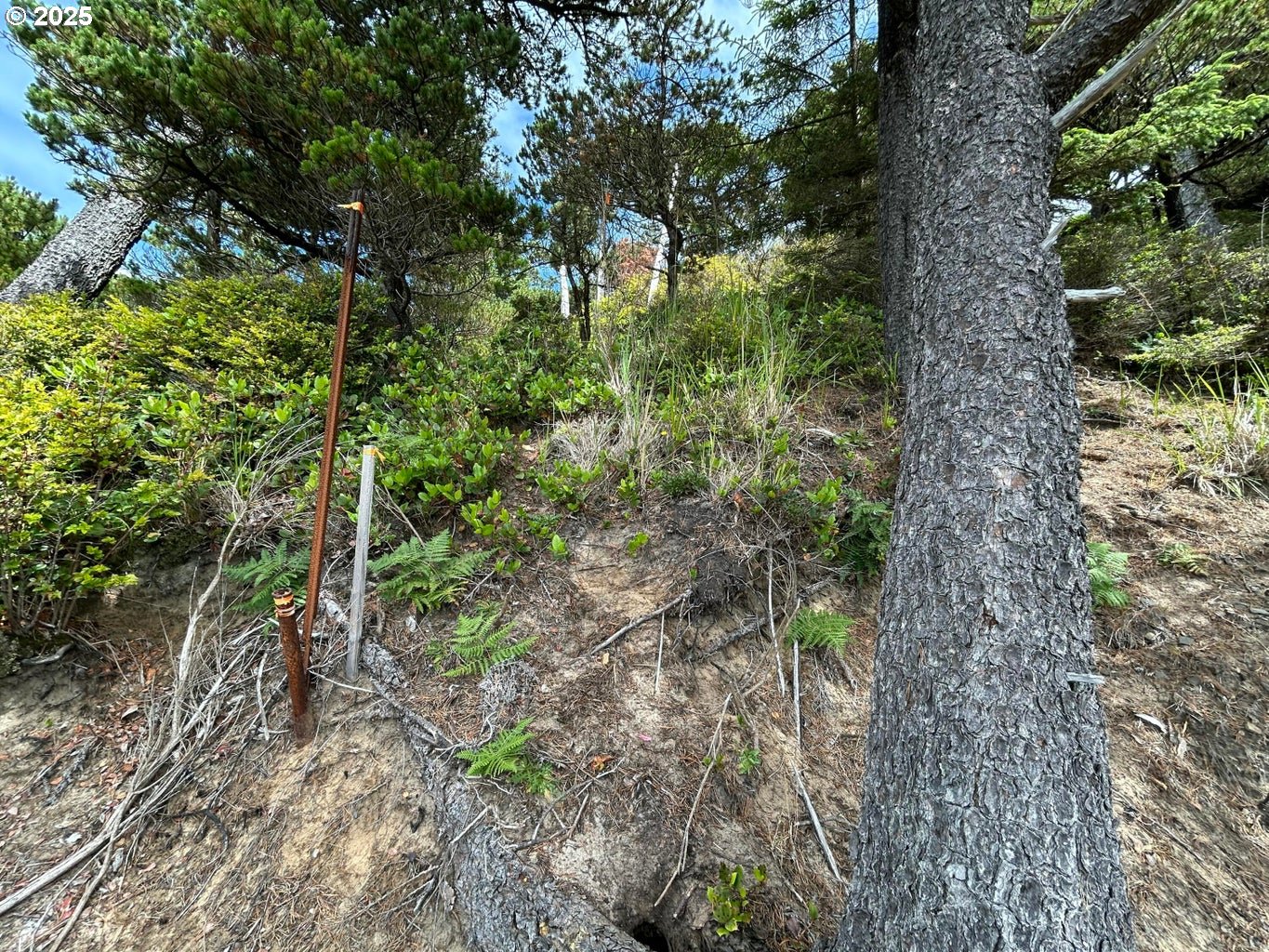 3900 South Castle Lane Tillamook, OR 97141 - Photo 10 of 15 a view of a garden with a tree