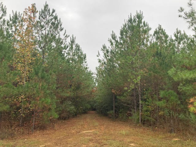 0 East Lewiston Road Kentwood, LA 70444 - Photo 14 of 26 Photo 15