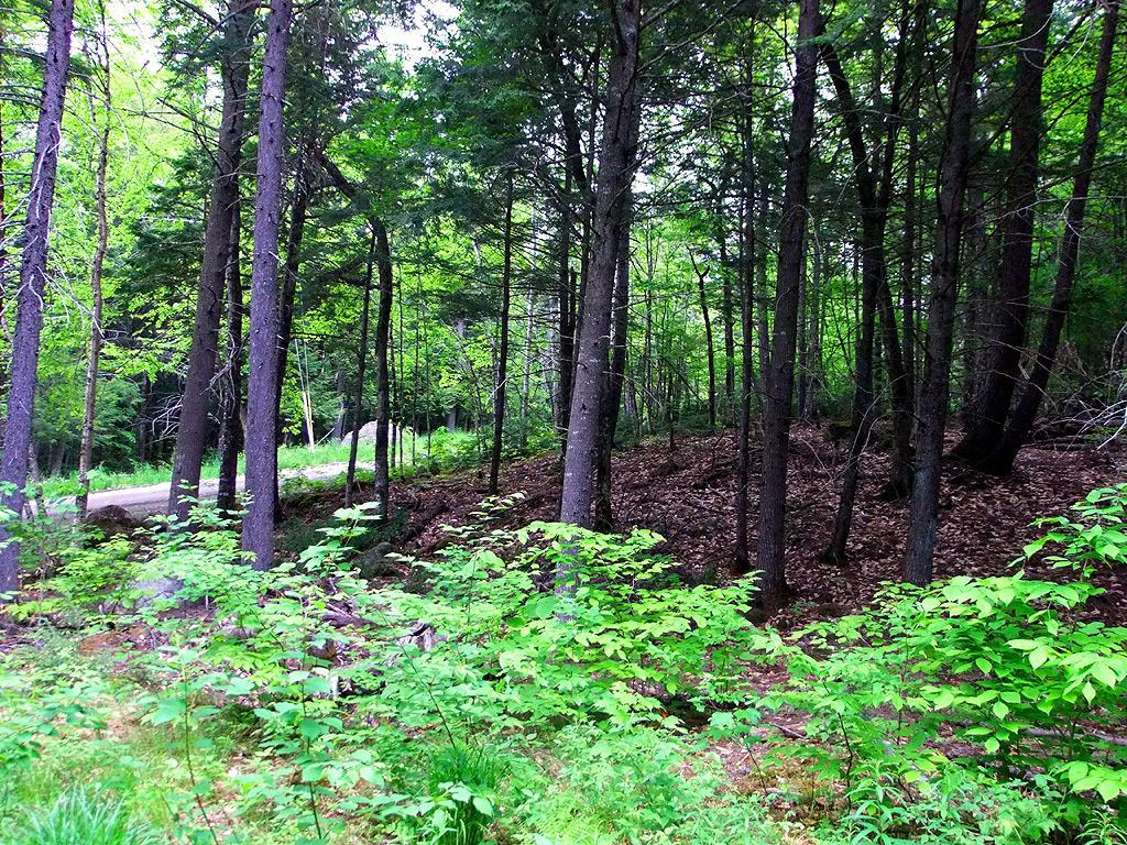Lot 1 South Shore Road Houlton, ME 04730 - Photo 22 of 35 Photo