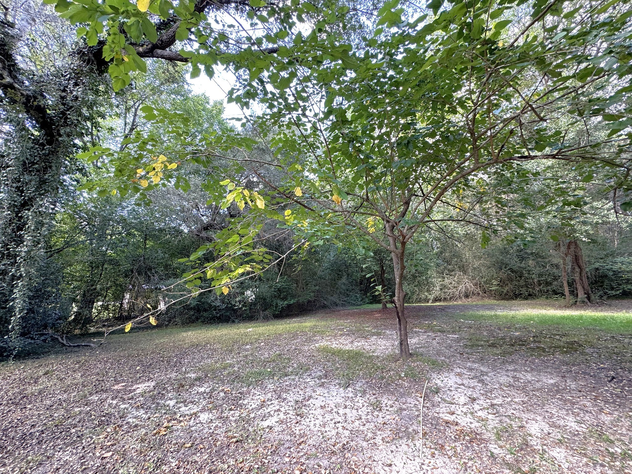 403 North Pitzer Street Colmesneil, TX 75938 - Photo 24 of 30