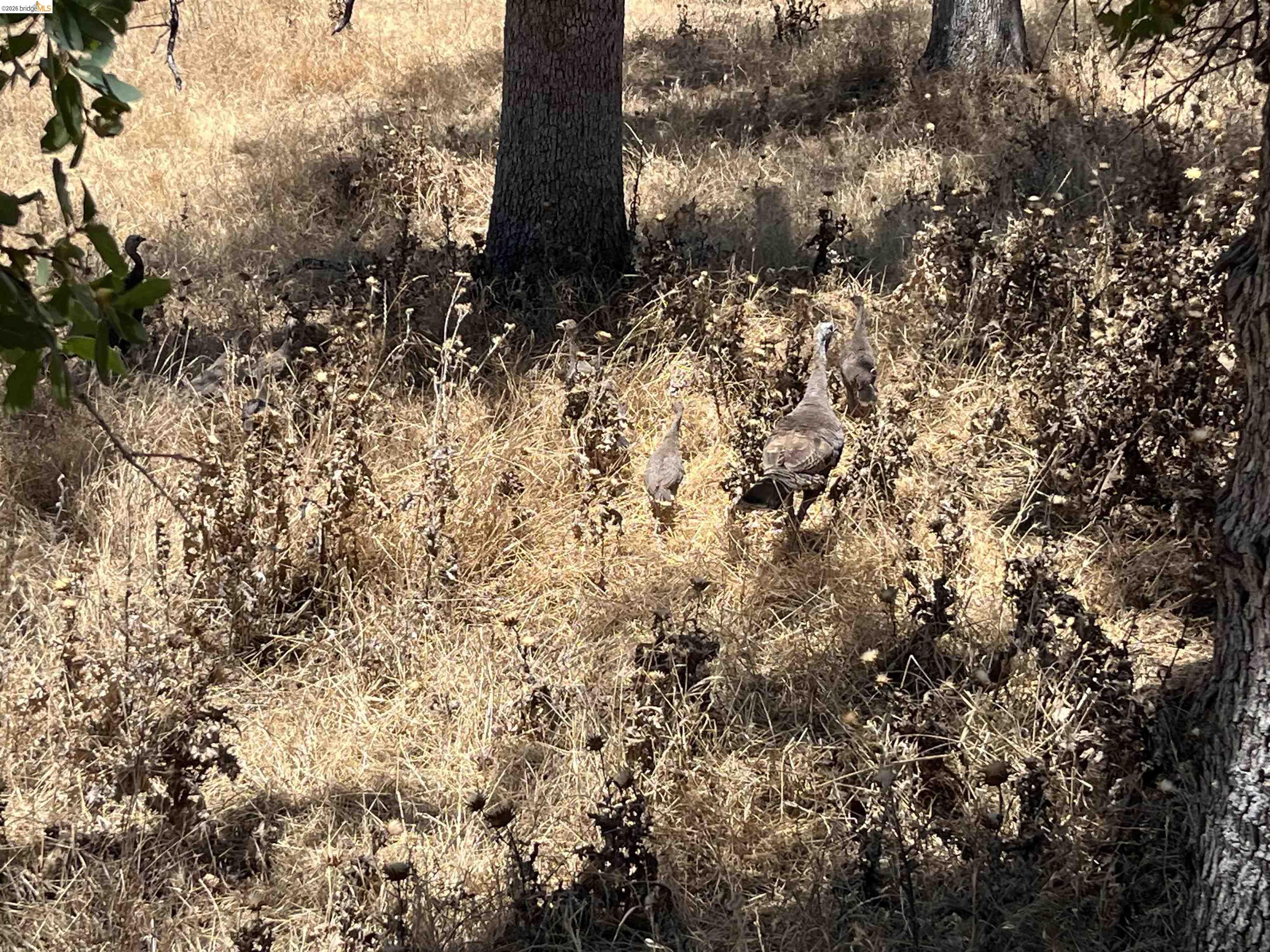 18195 Wards Ferry Road Sonora, CA 95370 - Photo 33 of 67 Image quality insufficient for description